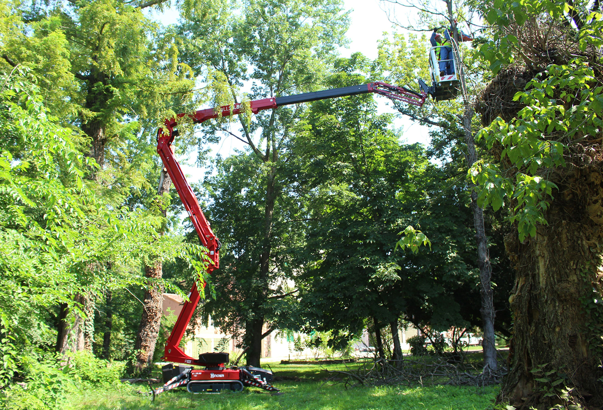 Feel the lithium power – tree surgeons see the business sense in branching out